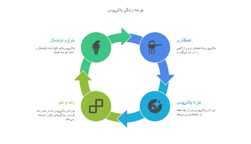 پلاتی‌پوس