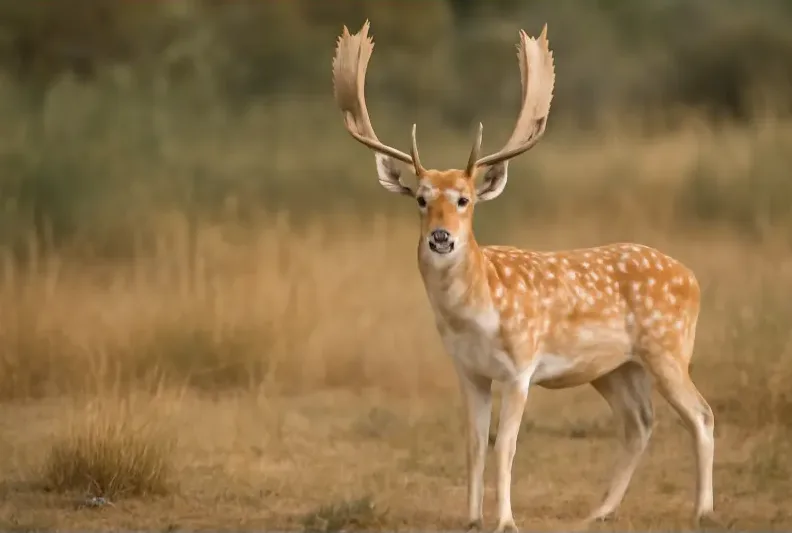 حیاتوحش ایران: 10 گنجینهای که در خطر است 5 355cb910 c8dc 45ac 99c5 ec065492af4a e1765059099468