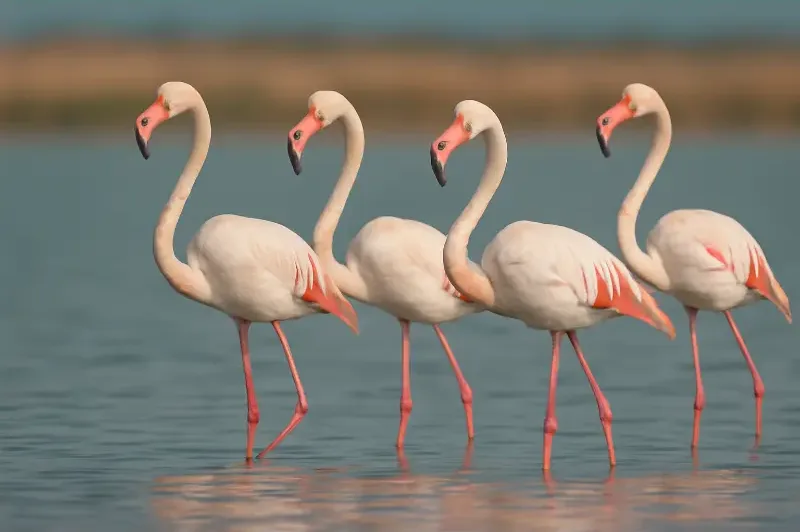 حیاتوحش ایران: 10 گنجینهای که در خطر است 7 8a23a7d5 d68f 4f0a adb7 7bd2d111db9d e1765059263943