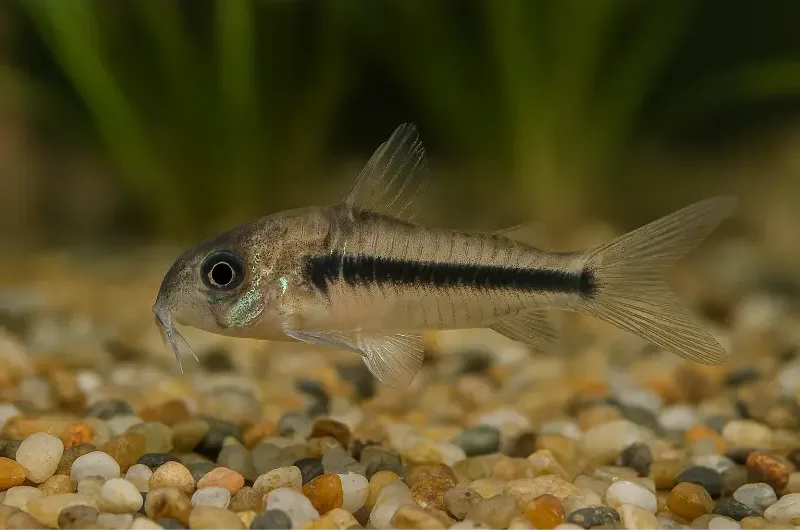 ماهیهای آکواریوم؛ از آرامش بصری تا زیبایی خیرهکننده 1 آکواریوم